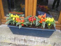 Colorful peppers